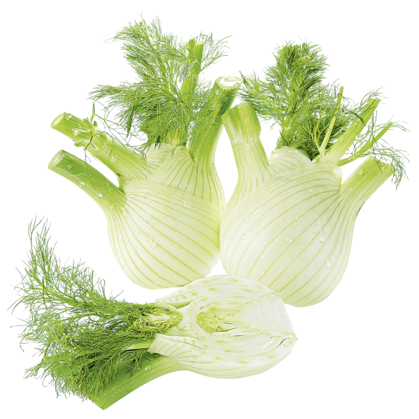 FENCHEL ITALIEN | 1KG